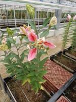 [4660 Pink Parrot VDZ No01.JPG]